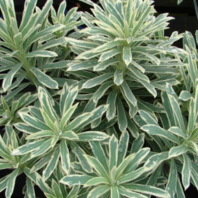 Euphorbia Silver Swan - Variegated Foliage, Evergreen, Hardy Plant (20-30cm Height Including Pot)