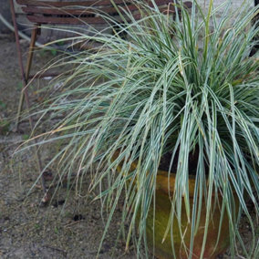 Everest Sedge Grass Carex Oshimensis Outdoor Ornamental Plant 2L Pot