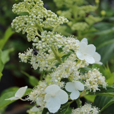 Evergreen Climbing Hydrangea seemannii - Lace-Cap Flowers Shade-Loving ...