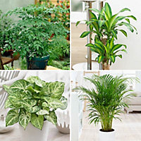 Evergreen Indoor House Plant Collection - 4 Plant Collection in 12cm Pots - House Plants in pots (Pack of 4)