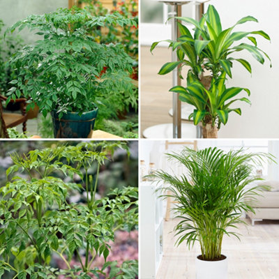 Evergreen Indoor House Plant Collection 4 Plant Collection in 12cm Pots House Plants in pots Pack of 4
