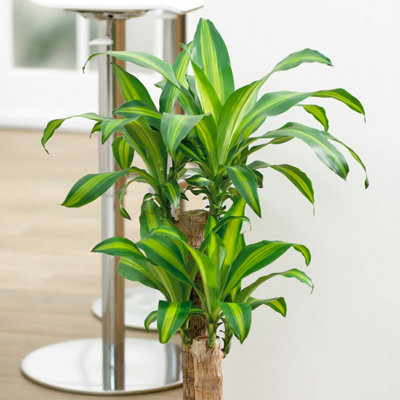 Evergreen Indoor House Plant Collection - 4 Plant Collection in 12cm Pots - House Plants in pots (Pack of 4) - 4