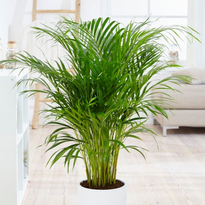 Evergreen Indoor House Plant Collection - 4 Plant Collection in 12cm Pots - House Plants in pots (Pack of 4) - 5