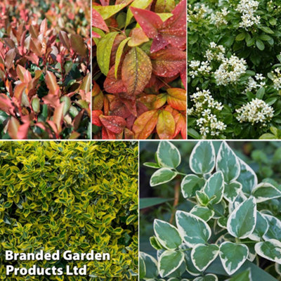 Evergreen Patio Shrubs 9cm Potted Plant x 10