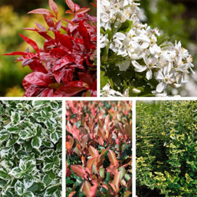 Evergreen Patio Shrubs 9cm Potted Plant x 5