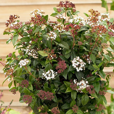 Evergreen Shrub collection - year round colour 6 plants in 9cm pots - 3