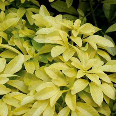 Evergreen Shrub collection - year round colour 6 plants in 9cm pots - 4