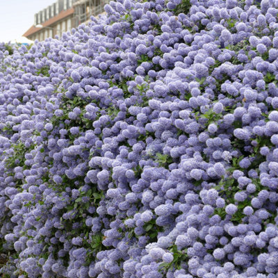 Evergreen Shrub collection - year round colour 6 plants in 9cm pots - 6