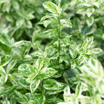 Evergreen Shrub collection - year round colour 6 plants in 9cm pots - 7