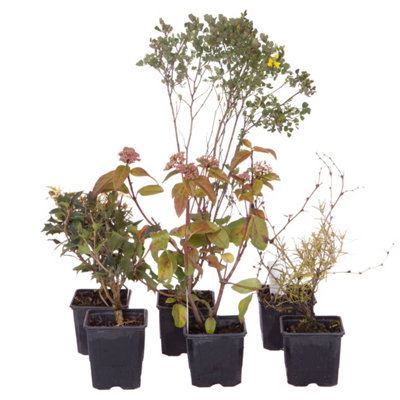 Evergreen Shrub collection - year round colour 6 plants in 9cm pots - 8
