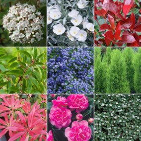 Evergreen Shrub Plant Mix - Beautiful Collection of Outdoor Plants, Ideal for UK Gardens, 9cm Pots (10 Pack)