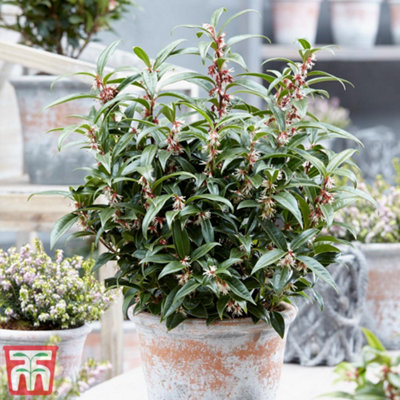 Evergreen Shrub - Sarcococca Winter Gem 9cm Potted Plant x 2