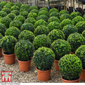 Evergreen Topiary Buxus Ball (Diameter 28-30cm) 23cm Potted Plant x 2- Outdoor Plant, Hedging & Patio Containers