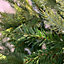 Everlands 180cm (6ft) Green Grandis Fir Real Look Christmas Tree 1564 Tips