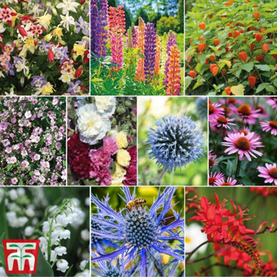 Everlasting Perennial Collection 30 Bare Root Plants | DIY at B&Q