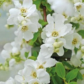Exochorda The Bride 3 Litre Potted Plant x 2