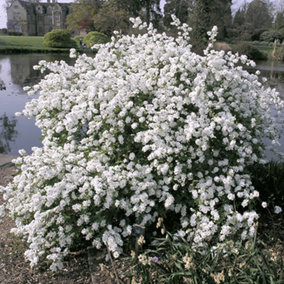 Exochorda The Bride - White Spring Flowers, Deciduous Shrub, Hardy (20-30cm Height Including Pot)