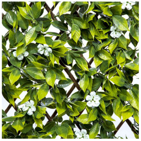 Expanding Wooden Trellis Privacy Screen - 200cm x 100cm - Garden Balcony Fence - Sakura