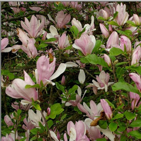 Extra Large Magnolia George Henry Kern Tree 2.5-3ft Supplied in a 7.5 Litre Pot