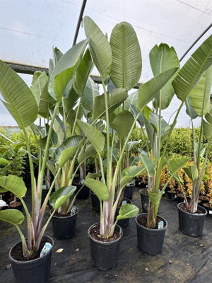 Extra Large Strelitzia Bird of Paradise Plant Houseplant 6ft Tall in a 15  Litre Pot