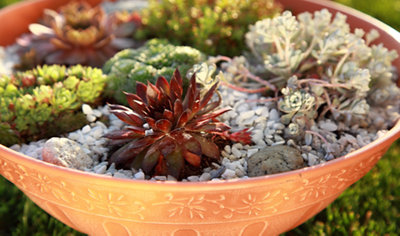 Small green, red, and white plants planted in gravel inside a large plant pot, creating a colorful and textured display.