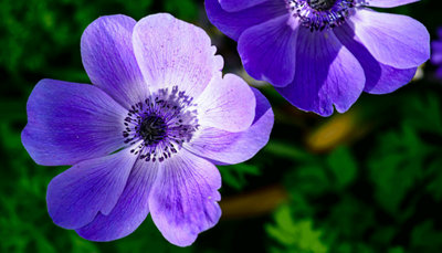 Close-up of a flower with delicate purple petals and a black centre.
