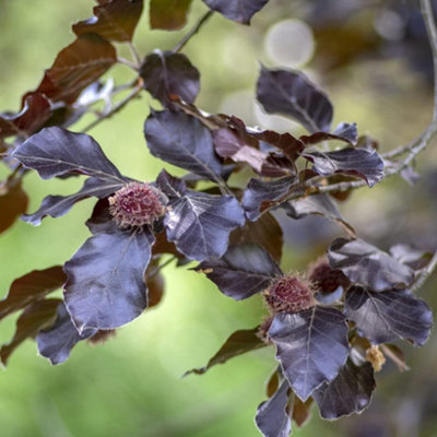 Fagus sylvatica Atropurpurea (Copper Beech) 2 Litre Potted Plant x 1