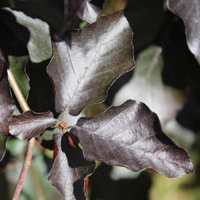 Fagus sylvatica Atropurpurea (Copper Beech) 2 Litre Potted Plant x 1