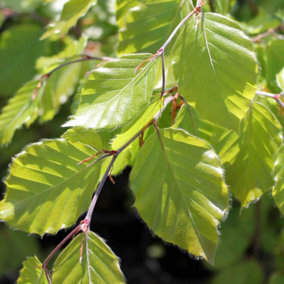 Fagus Sylvatica Tree - European Beech Tree, Vibrant Colours, Versatile (5-6ft)