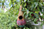 Fair Trade Artisan Bird Nester - Tahera