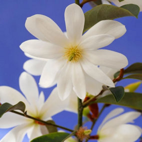 Fairy Magnolia White Outdoor Shrub Plant Magnolia Flowering Bush 3L Pot 30cm