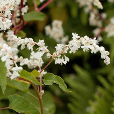Fallopia baldschuanica 1.7 Litre Potted Plant x 1