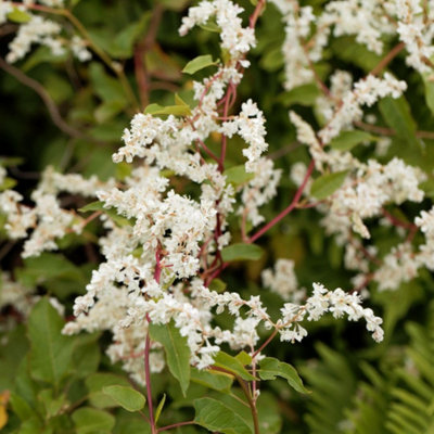 Fallopia baldschuanica 9cm Potted Plant x 3