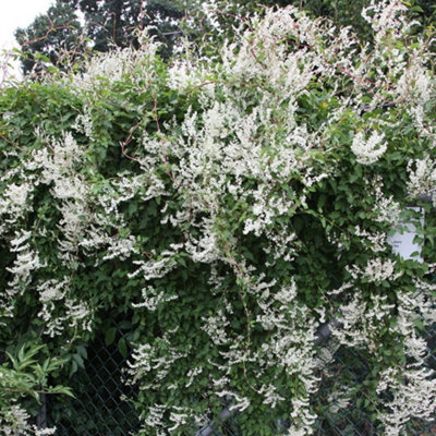 Fallopia baldschuanica Silver Lace White Flowering Vine Plant 60cm Cane ...