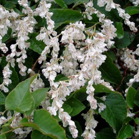 Fallopia Baldschuanica - Vigorous Climbing Plant, White Flowers, Pink Fruits (20-30cm Height Including Pot)