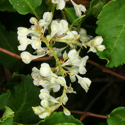 Fallopia Baldschuanica - White Flowers, Deciduous Shrub, Vine Plant ...