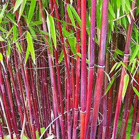 Fargesia Asian Wonder (40-50cm Height Including Pot) - Clumping Bamboo, Exotic Appearance, Partial Shade