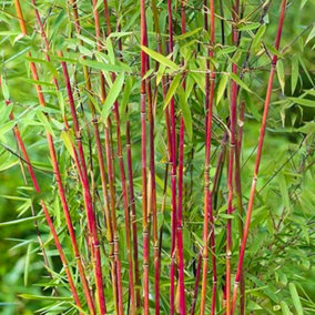 Fargesia Asian Wonder (40-50cm Height Including Pot) - Clumping Bamboo, Exotic Appearance, Partial Shade