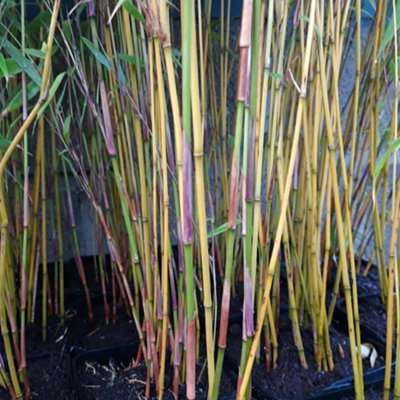 Fargesia Murielae - Evergreen Bamboo, Bright Green Foliage, Compact Size  (20-30cm Height Including Pot)