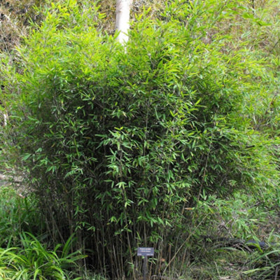 Fargesia Murielae - Evergreen Bamboo, Bright Green Foliage, Compact Size  (20-30cm Height Including Pot)