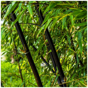 Fargesia Nitida 'Black Pearl' / Fountain Bamboo in 9cm Pot, Stunning Dark Canes