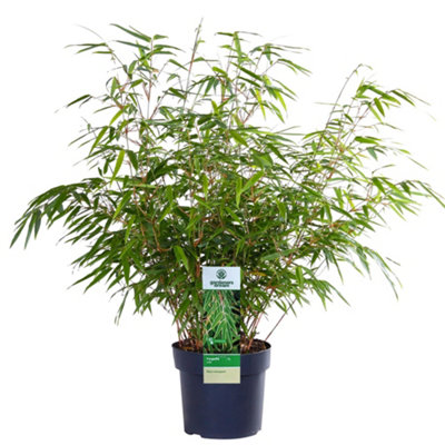 Fargesia Rufa (40-50cm Height Including Pot) - Clumping Bamboo, Fast ...