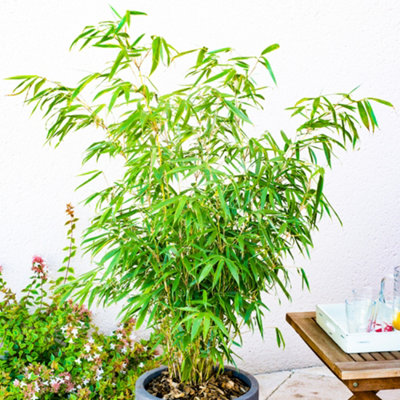 Fargesia Rufa (40-50cm Height Including Pot) - Clumping Bamboo, Fast-Growing Privacy Screen, Sun or Partial Shade