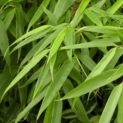 Fargesia Rufa (40-50cm Height Including Pot) - Clumping Bamboo, Fast-Growing Privacy Screen, Sun or Partial Shade