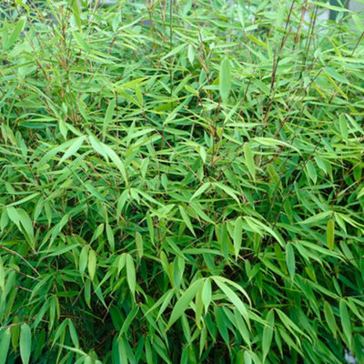 Fargesia rufa (Fountain Bamboo) in a 5L Pot - Bamboo Plants for Gardens