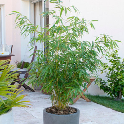 Fargesia rufa (Fountain Bamboo) in a 5L Pot - Bamboo Plants for Gardens - 3