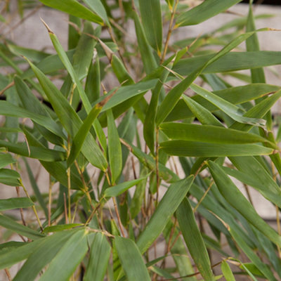 Fargesia rufa (Fountain Bamboo) in a 5L Pot - Bamboo Plants for Gardens - 4