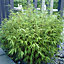 Fargesia rufa (Fountain Bamboo) in a 5L Pot - Bamboo Plants for Gardens