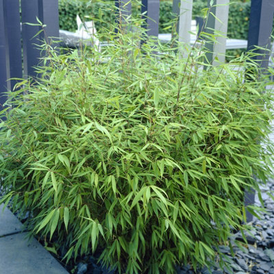 Fargesia rufa (Fountain Bamboo) in a 5L Pot - Bamboo Plants for Gardens
