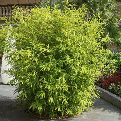 Fargesia rufa (Fountain Bamboo) in a 5L Pot - Bamboo Plants for Gardens - 5